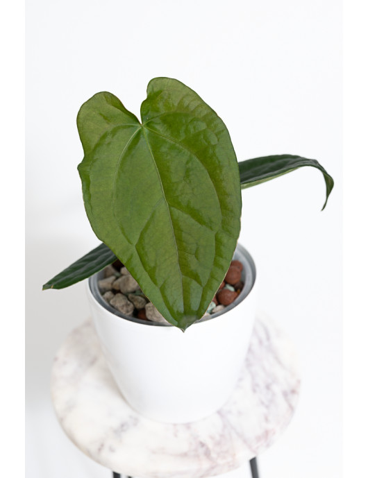 Anthurium forgetii x...