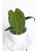 Anthurium forgetii x luxurians (David Portilla dreams)