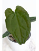 Anthurium forgetii x luxurians (David Portilla dreams)