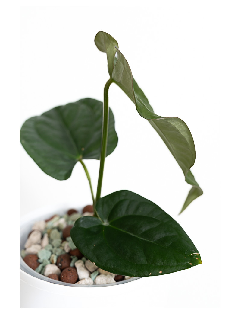 anthurium forgetii x luxurians アンスリウム Anthurium Ace of Spades x Forgetii - Centrum Ogrodnicze Silesia