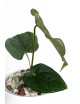 Anthurium forgetii x luxurians (David Portilla dreams)