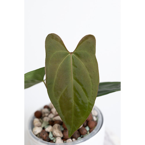 Anthurium crystallinum x...