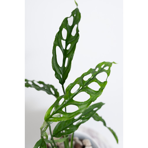 Monstera obliqua Peru