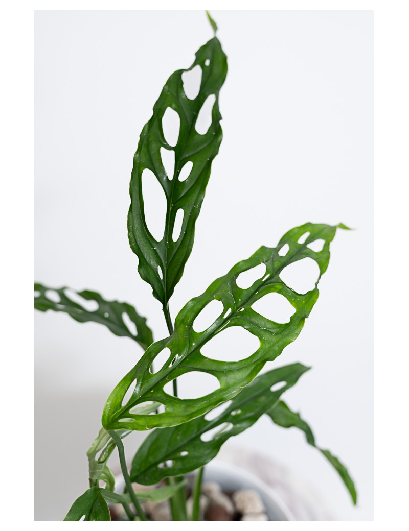 Monstera obliqua Peru