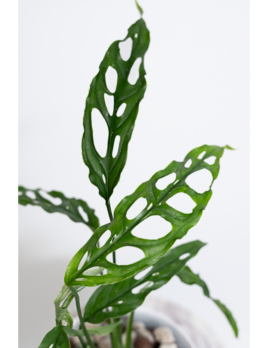 Monstera obliqua Peru