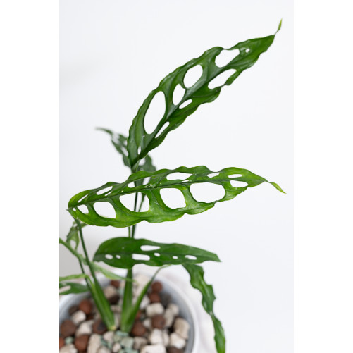 Monstera obliqua Peru
