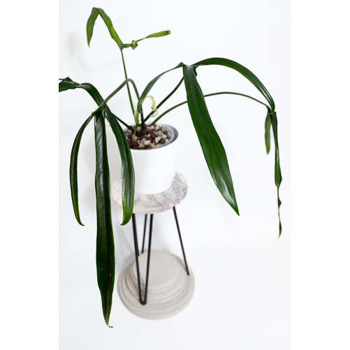 Philodendron paloraense