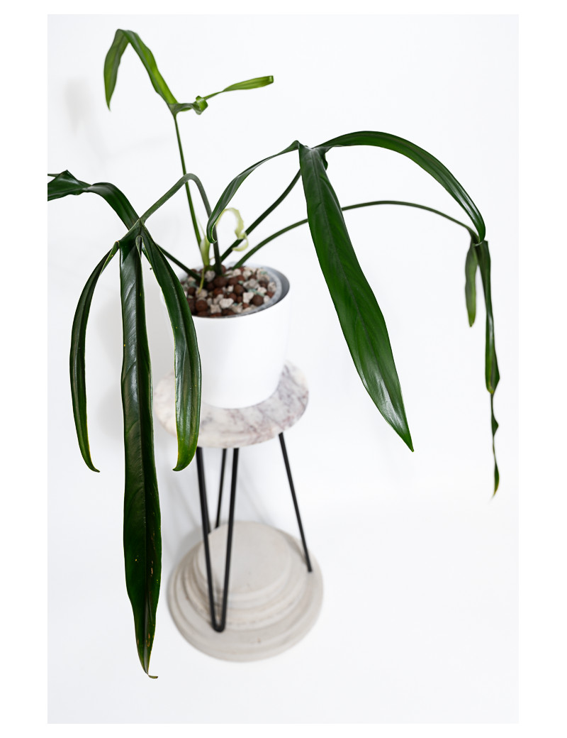 Philodendron paloraense