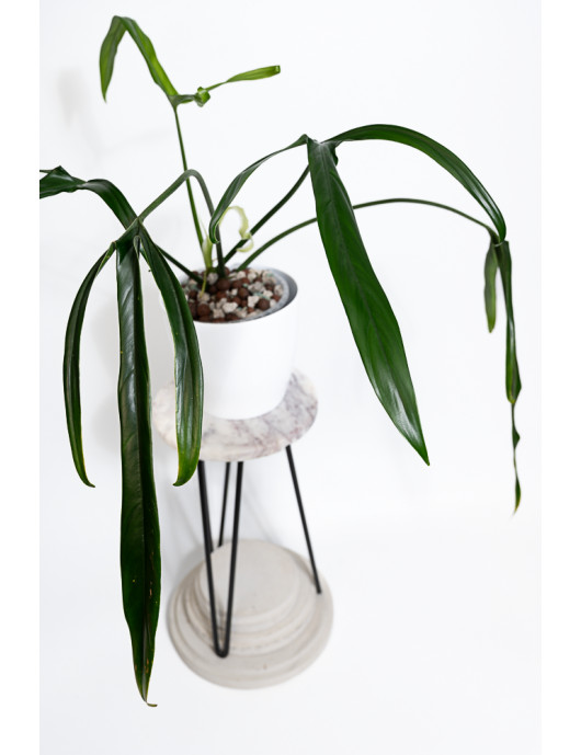 Philodendron paloraense