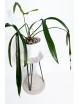 Philodendron paloraense