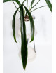Philodendron paloraense