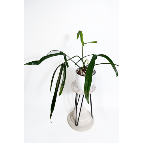 Philodendron paloraense