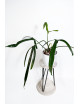 Philodendron paloraense