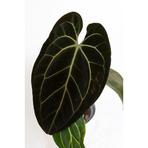 Anthurium besseae aff
