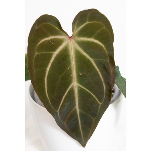Anthurium besseae aff x...