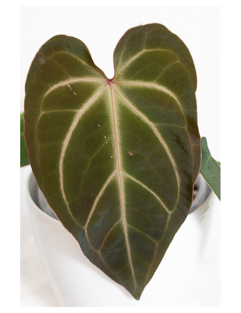 Anthurium besseae aff x magnificum