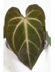 Anthurium besseae aff x magnificum