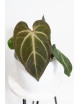 Anthurium besseae aff x magnificum