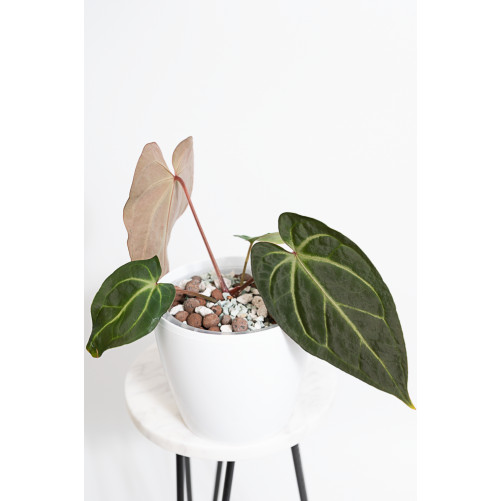 Anthurium besseae aff x magnificum