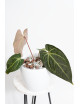 Anthurium besseae aff x magnificum