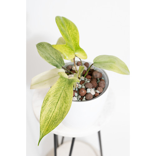 Philodendron florida ghost