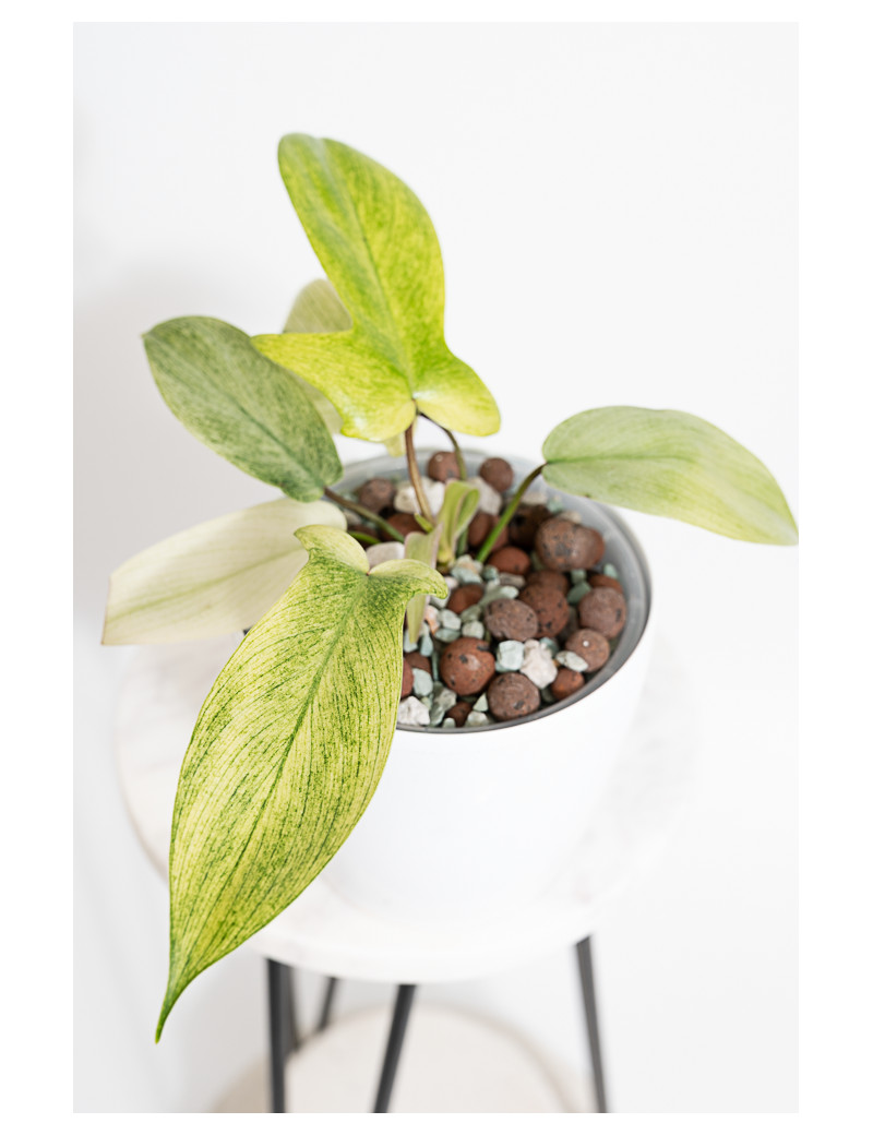 Philodendron florida ghost