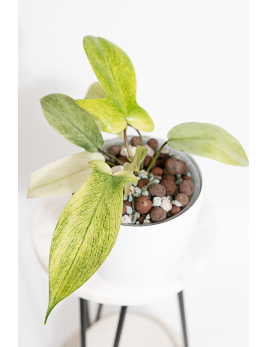 Philodendron florida ghost