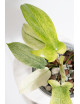 Philodendron florida ghost