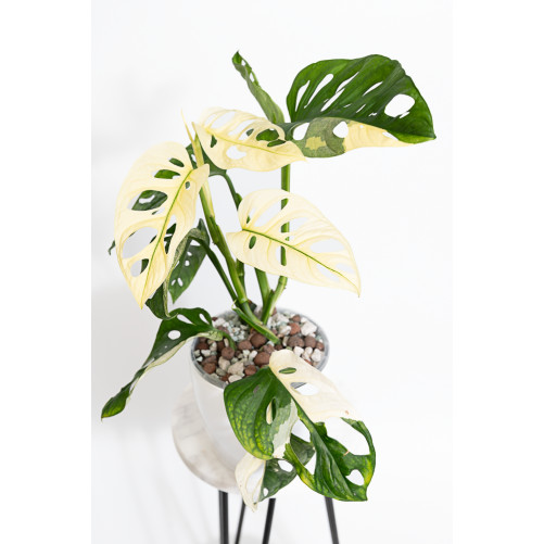 Monstera adansonii variegata