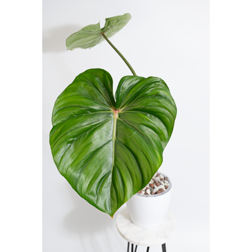 Philodendron pastazanum red...