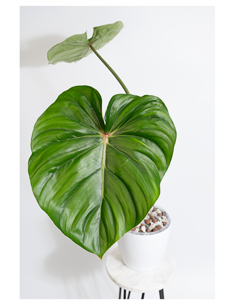 Philodendron pastazanum red point