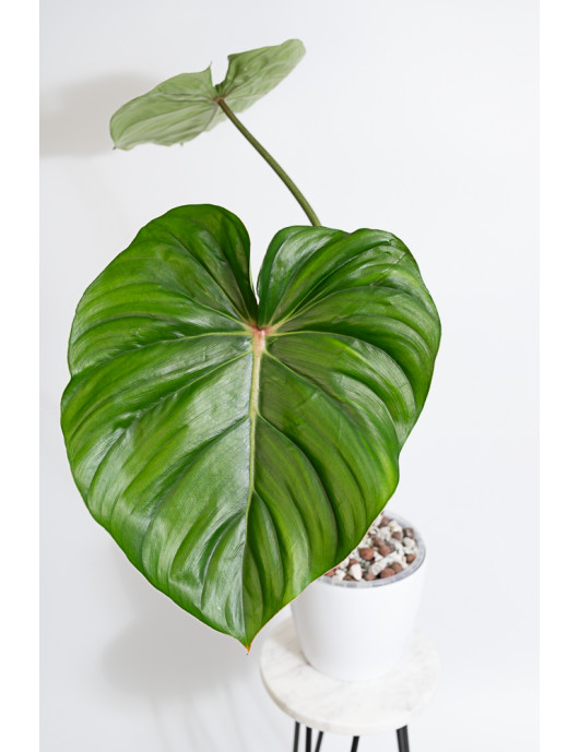 Philodendron pastazanum red point