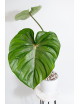 Philodendron pastazanum red point