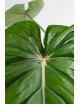 Philodendron pastazanum red point