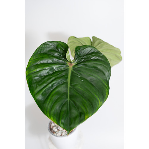 Philodendron pastazanum red point