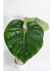 Philodendron pastazanum red point
