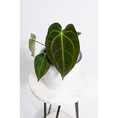 Anthurium forgetii WS x...