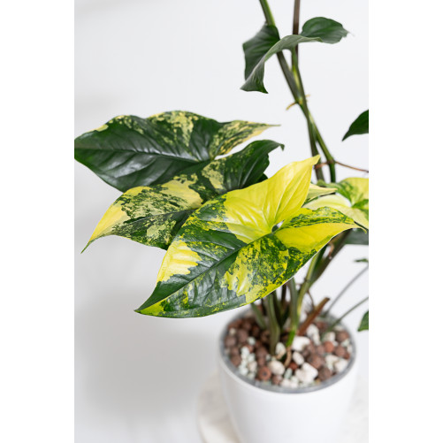 Syngonium aurea