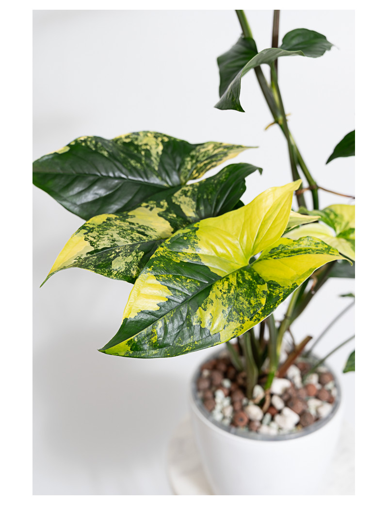 Syngonium aurea