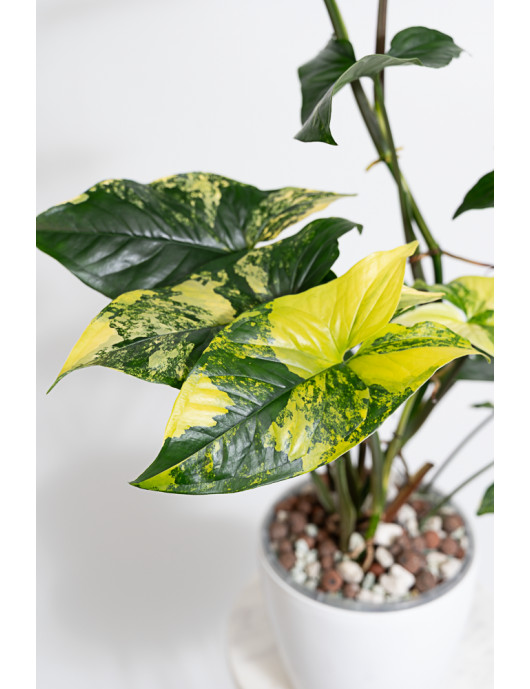 Syngonium aurea