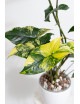 Syngonium aurea