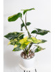 Syngonium aurea