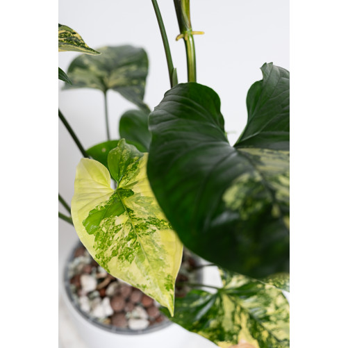 Syngonium aurea