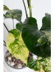 Syngonium aurea