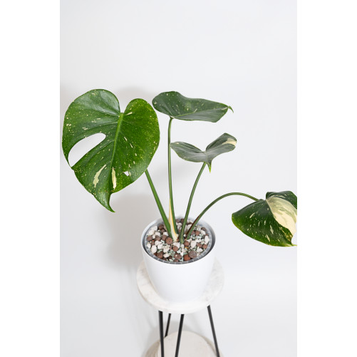 Monstera thai constellation