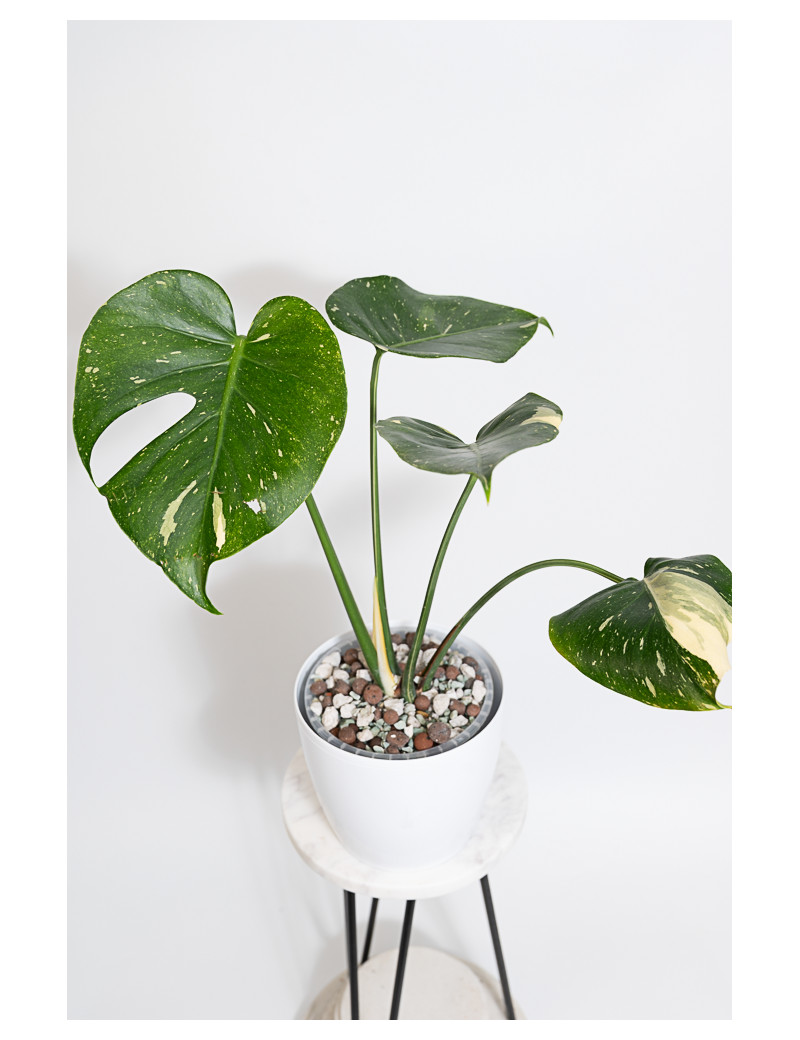 Monstera thai constellation