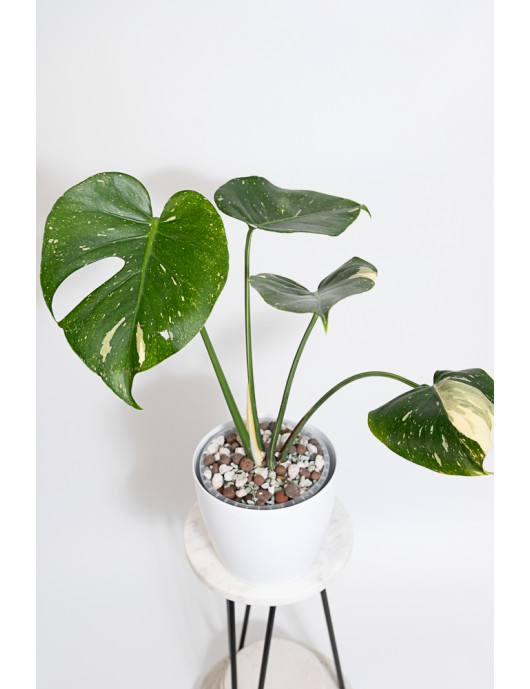 Monstera thai constellation