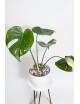 Monstera thai constellation