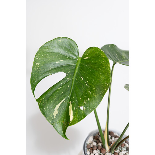 Monstera thai constellation