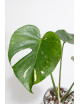 Monstera thai constellation
